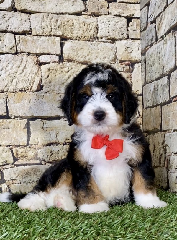 Mr. Orbit the Mini-Bernedoodle - Image 2
