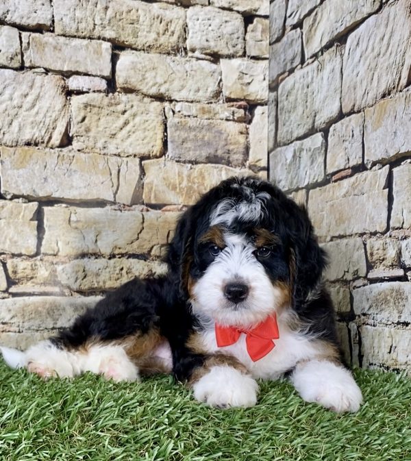 Mr. Orbit the Mini-Bernedoodle - Image 7