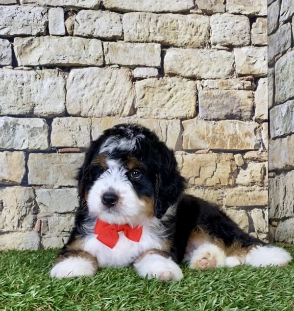 Mr. Orbit the Mini-Bernedoodle - Image 6