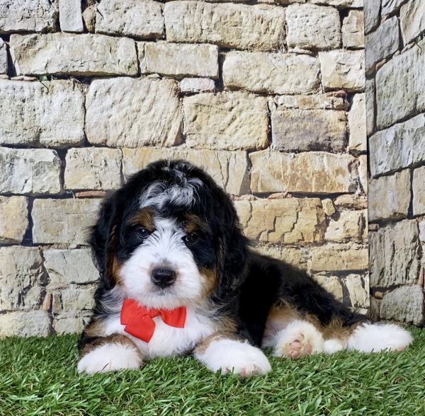 Mr. Orbit the Mini-Bernedoodle - Image 5