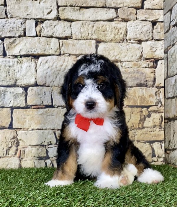 Mr. Orbit the Mini-Bernedoodle - Image 4
