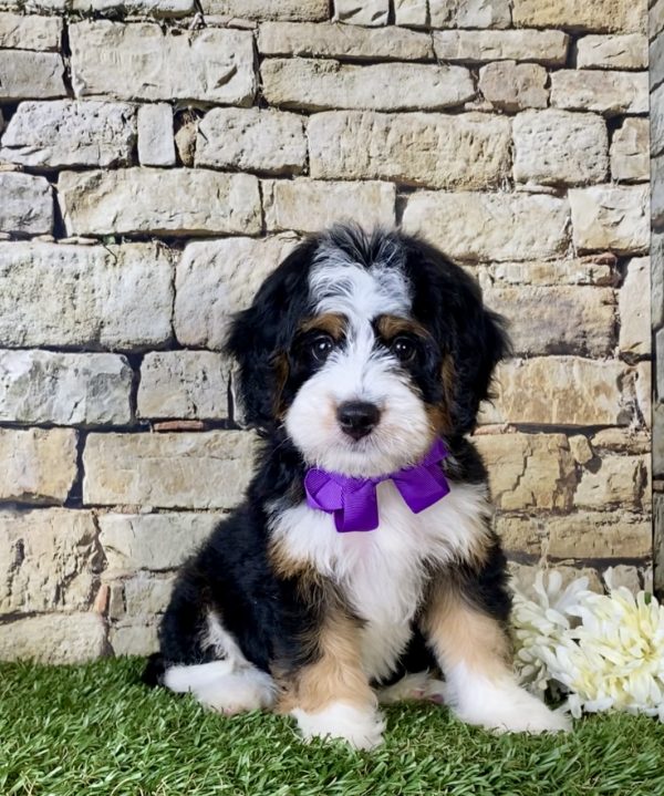 Ms. Mabel the Mini-Bernedoodle - Image 2