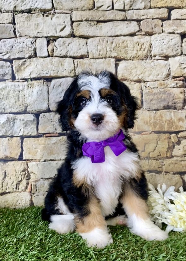 Ms. Mabel the Mini-Bernedoodle
