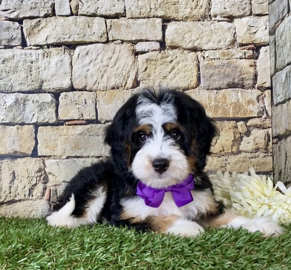 Ms. Mabel the Mini-Bernedoodle - Image 3