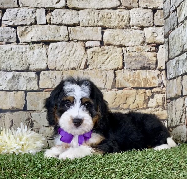 Ms. Mabel the Mini-Bernedoodle - Image 4