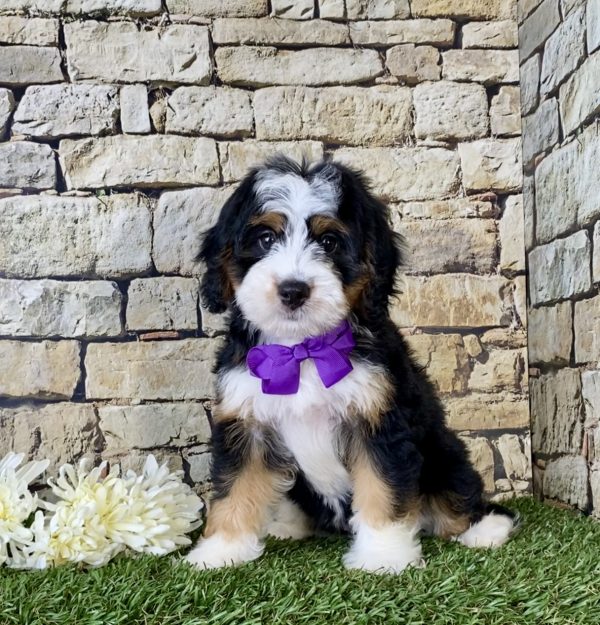 Ms. Mabel the Mini-Bernedoodle - Image 5