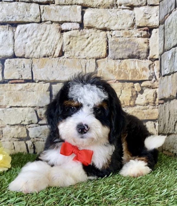 Mr. Joshua the Mini-Bernedoodle - Image 2