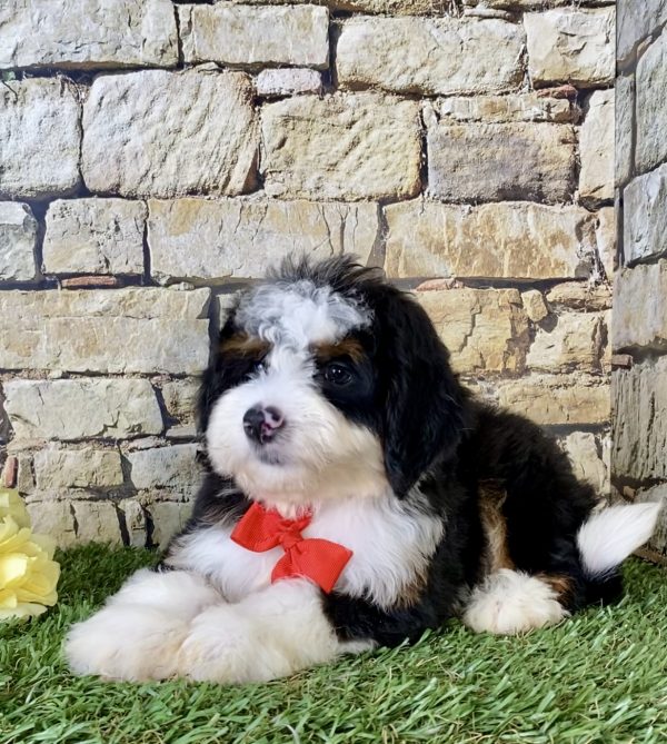 Mr. Joshua the Mini-Bernedoodle - Image 3
