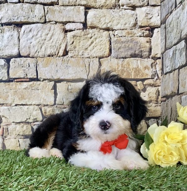 Mr. Joshua the Mini-Bernedoodle - Image 4