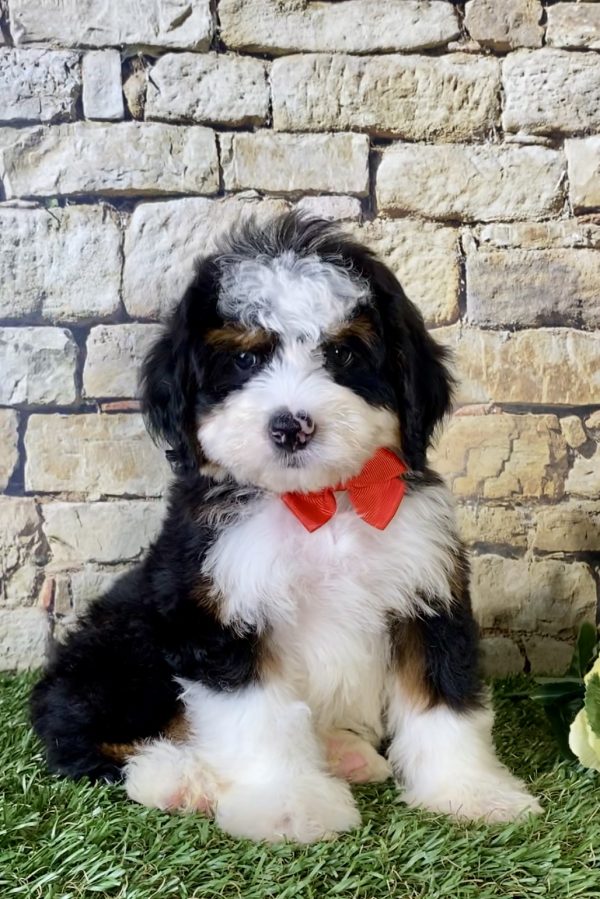 Mr. Joshua the Mini-Bernedoodle - Image 5