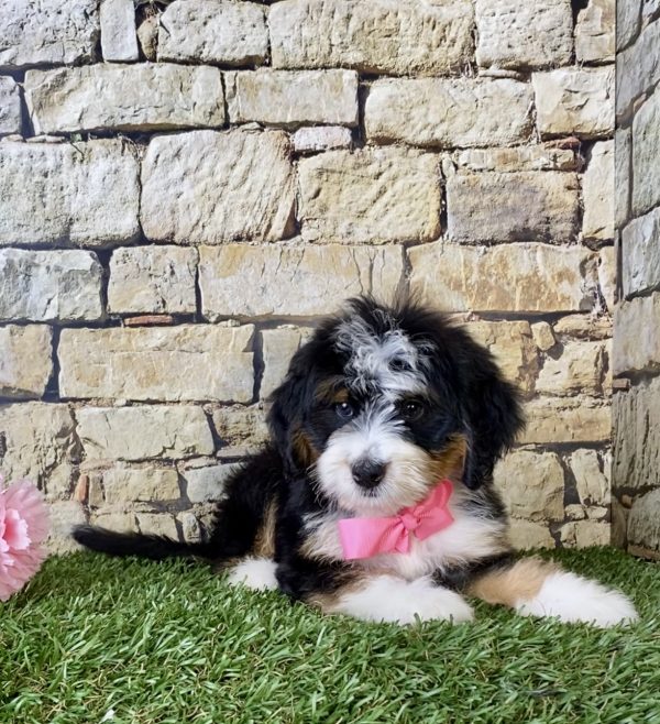 Ms. Jennifer the Mini-Bernedoodle - Image 2