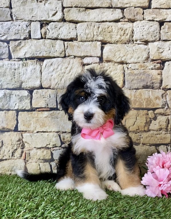 Ms. Jennifer the Mini-Bernedoodle - Image 3