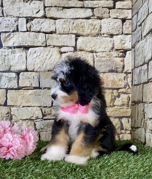 Ms. Jennifer the Mini-Bernedoodle - Image 4