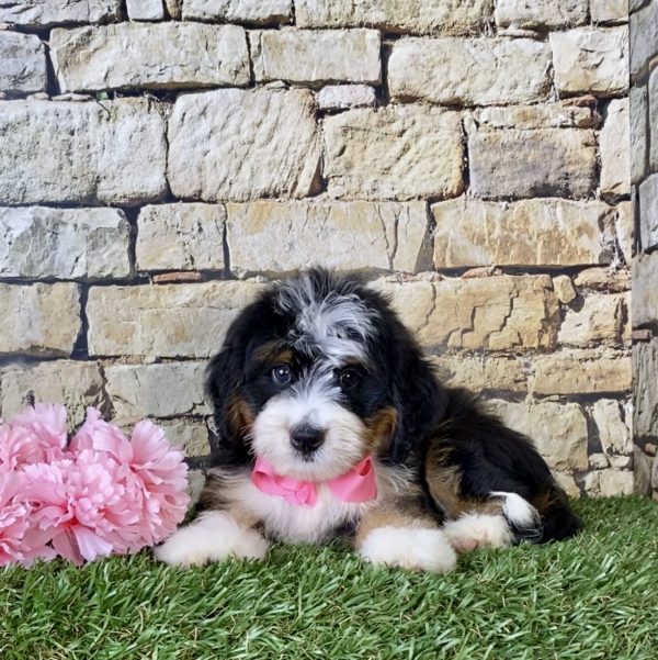 Ms. Jennifer the Mini-Bernedoodle - Image 5
