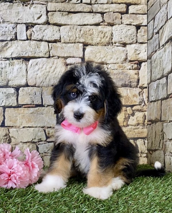 Ms. Jennifer the Mini-Bernedoodle - Image 6