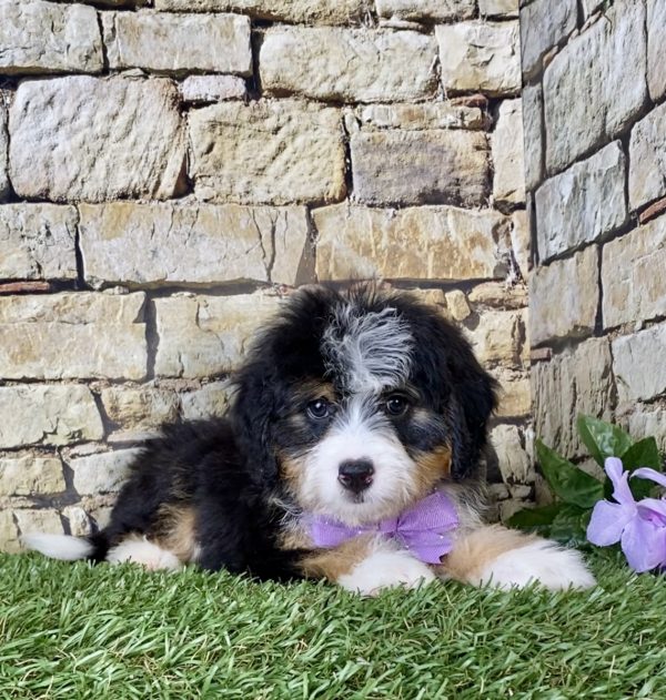 Ms. Julia the Mini-Bernedoodle - Image 2