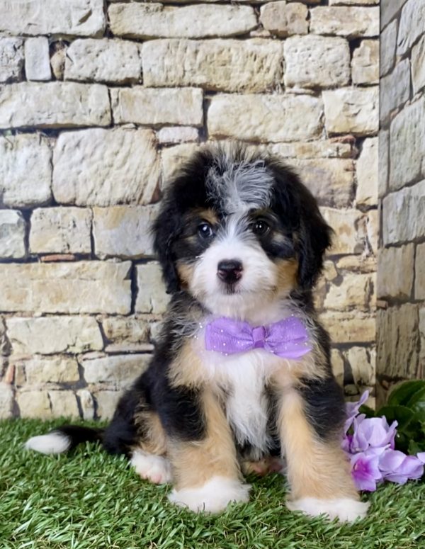 Ms. Julia the Mini-Bernedoodle - Image 3