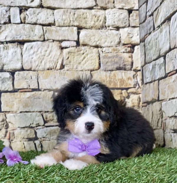 Ms. Julia the Mini-Bernedoodle - Image 4