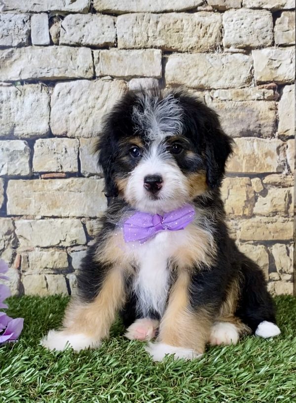 Ms. Julia the Mini-Bernedoodle - Image 5