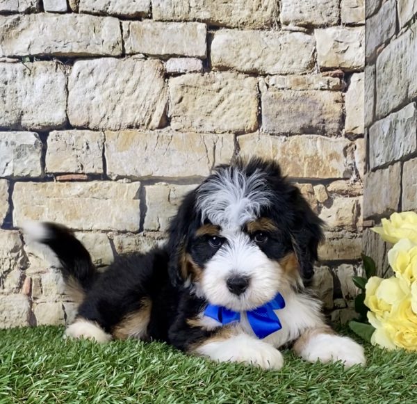 Mr. Jordan the Mini-Bernedoodle - Image 2