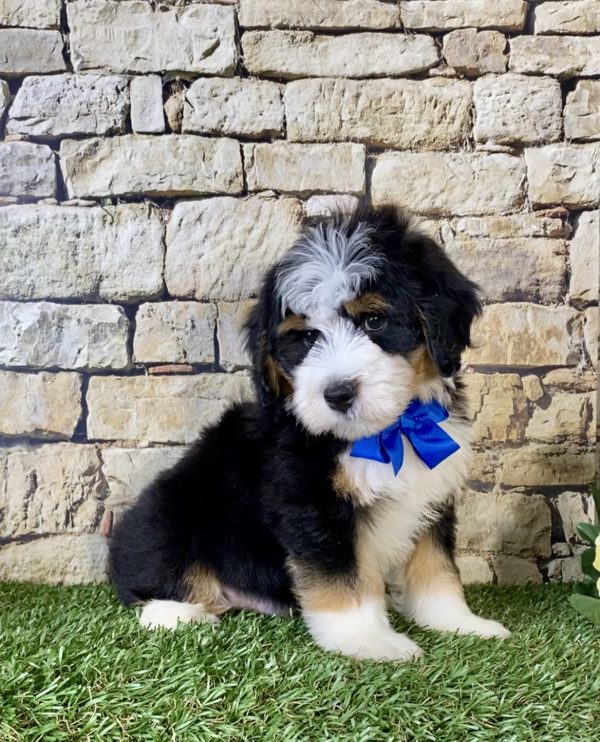 Mr. Jordan the Mini-Bernedoodle - Image 3