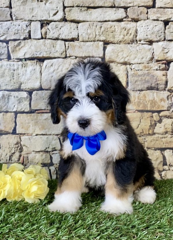 Mr. Jordan the Mini-Bernedoodle - Image 4
