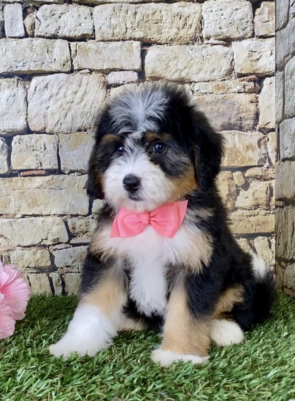 Ms. Janice the Mini-Bernedoodle puppy