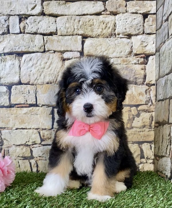 Ms. Janice the Mini-Bernedoodle - Image 3