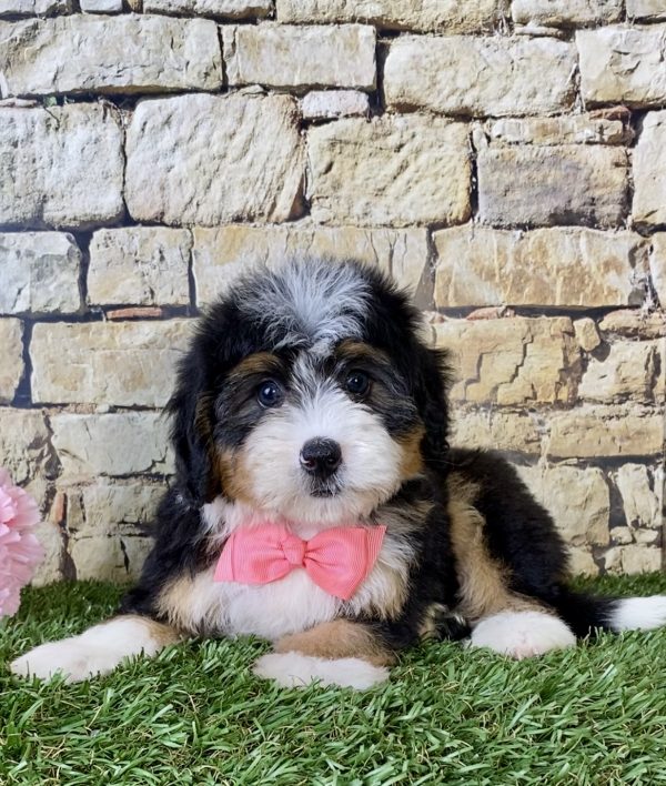 Ms. Janice the Mini-Bernedoodle - Image 4