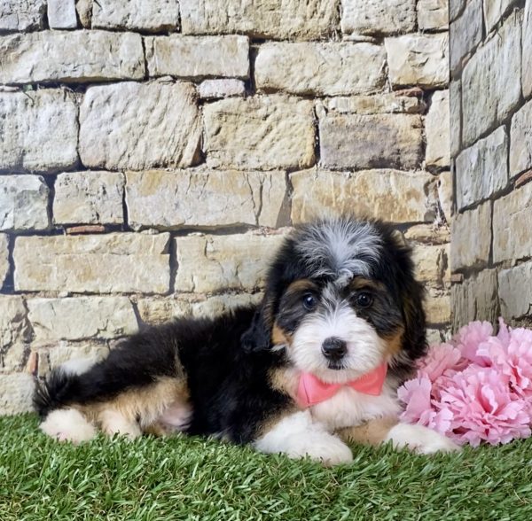 Ms. Janice the Mini-Bernedoodle - Image 5