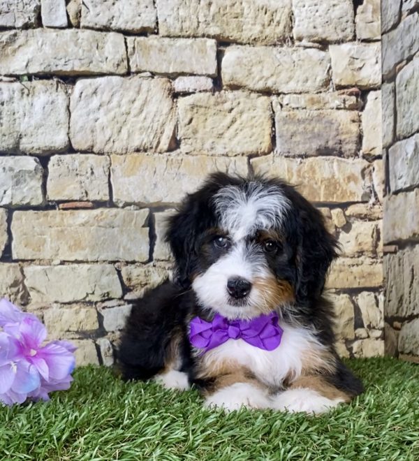 Ms. Jolene the Mini-Bernedoodle - Image 2