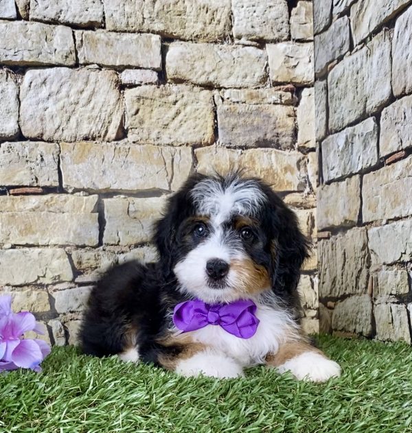 Ms. Jolene the Mini-Bernedoodle - Image 3