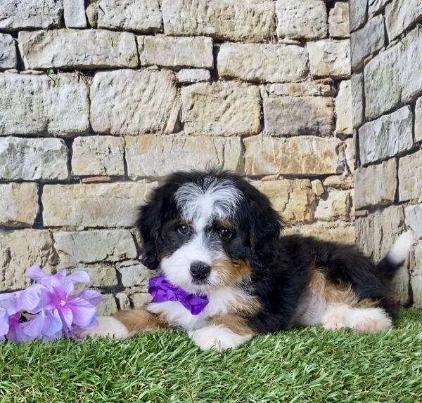 Ms. Jolene the Mini-Bernedoodle - Image 4