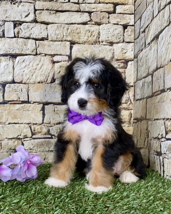 Ms. Jolene the Mini-Bernedoodle - Image 5