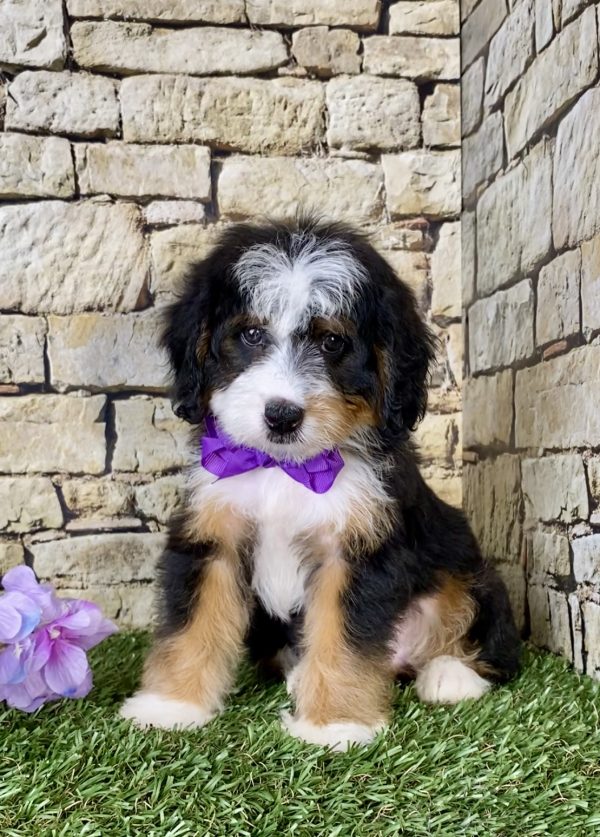 Ms. Jolene the Mini-Bernedoodle puppy