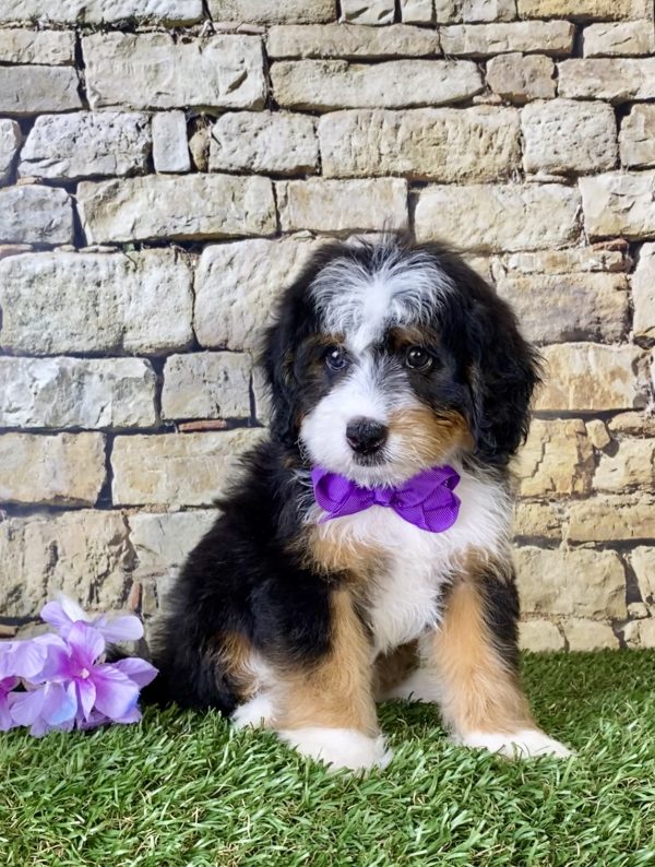 Ms. Jolene the Mini-Bernedoodle - Image 6