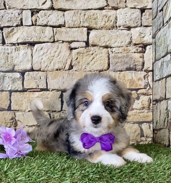 Ms. Peony the Mini-Bernedoodle - Image 7