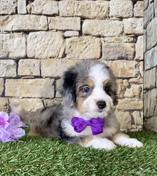 Ms. Peony the Mini-Bernedoodle - Image 6