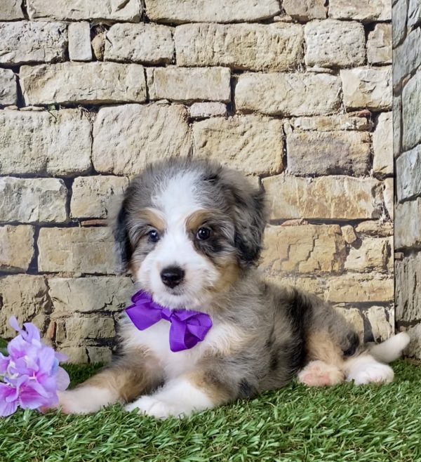 Ms. Peony the Mini-Bernedoodle - Image 4