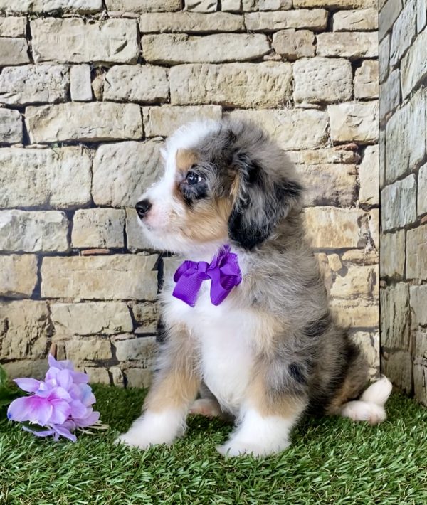 Ms. Peony the Mini-Bernedoodle - Image 3
