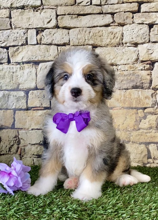 Ms. Peony the Mini-Bernedoodle - Image 2
