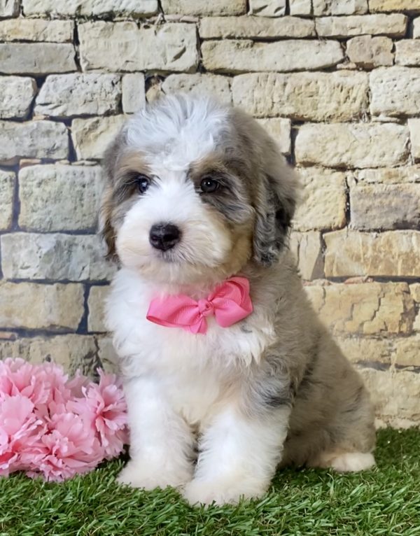 Ms. Princess the Mini-Bernedoodle - Image 2