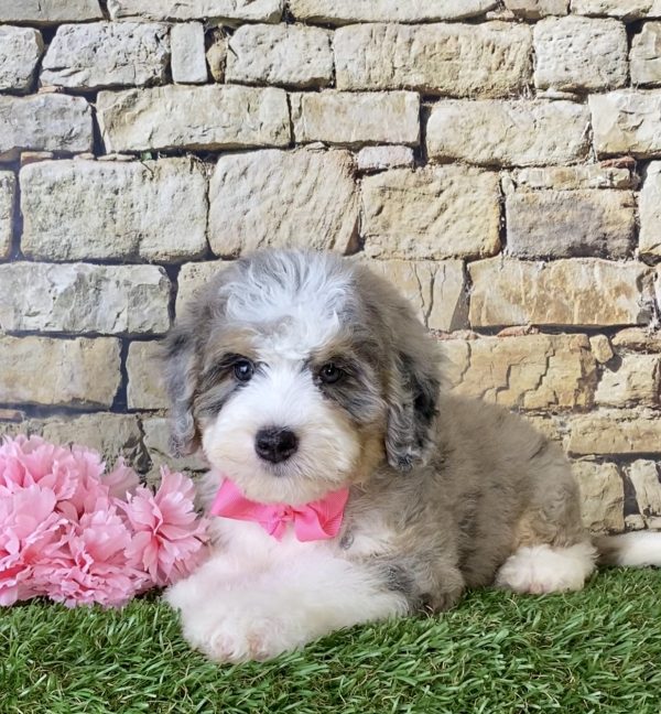 Ms. Princess the Mini-Bernedoodle - Image 3