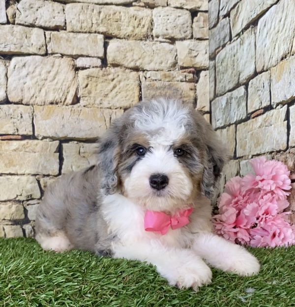 Ms. Princess the Mini-Bernedoodle - Image 4