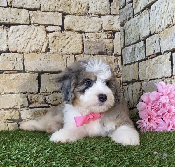 Ms. Princess the Mini-Bernedoodle - Image 6