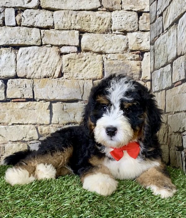 Mr. Les the Mini-Bernedoodle - Image 2