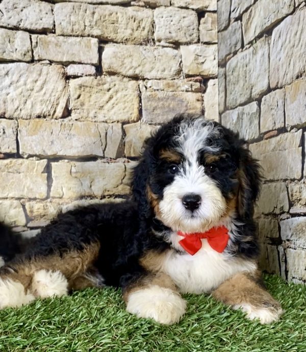 Mr. Les the Mini-Bernedoodle - Image 3