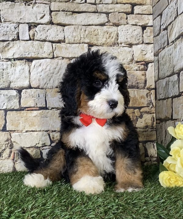 Mr. Les the Mini-Bernedoodle - Image 4