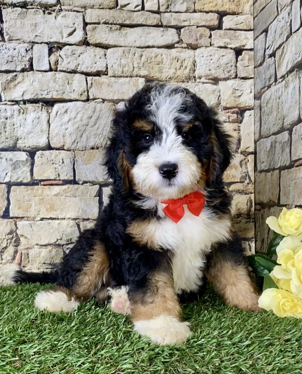 Mr. Les the Mini-Bernedoodle - Image 5