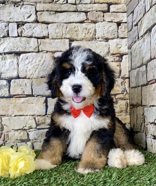 Mr. Les the Mini-Bernedoodle puppy